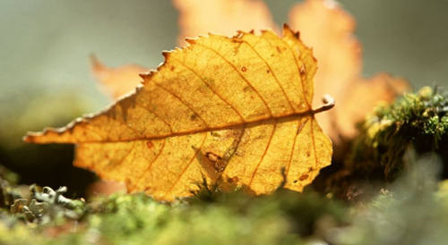 藏,是懂得最深的慈悲 藏,是懂得最深的慈悲